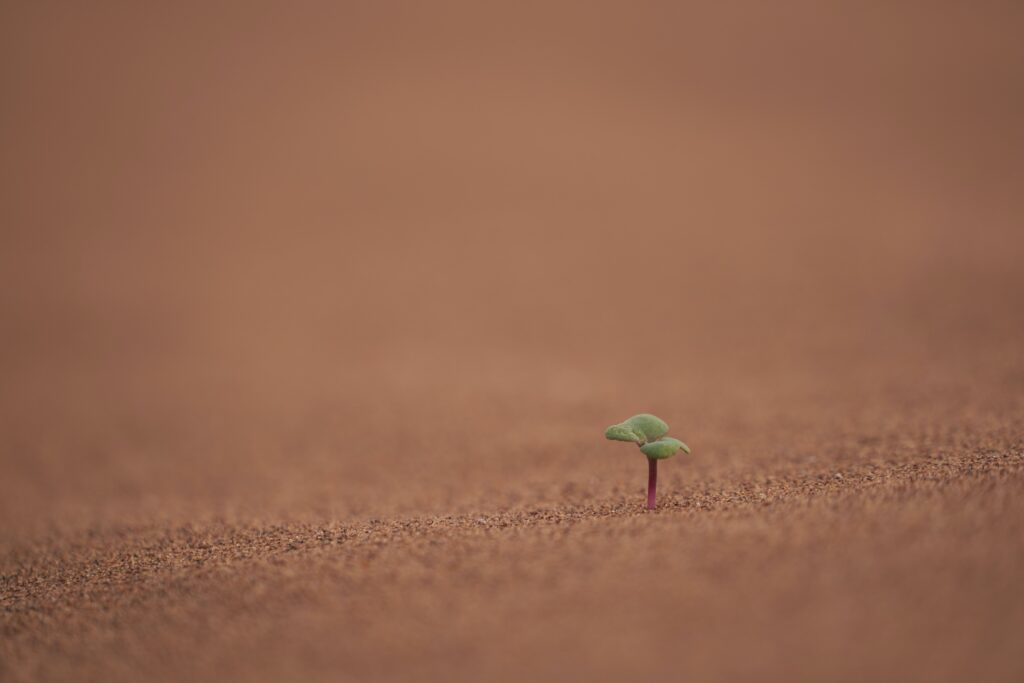 Small plant emerging from sand in a desert. 